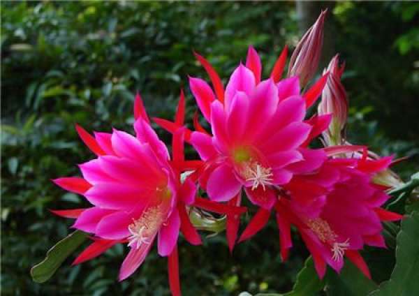 trimming principle of Lingjian lotus
