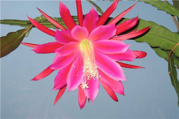 Pruning method of lotus