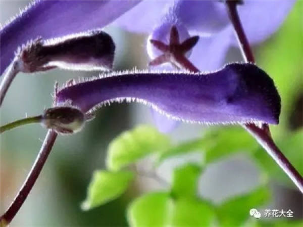 Dolphin Flower