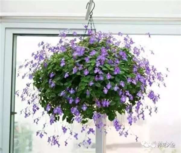 Dolphin Flower