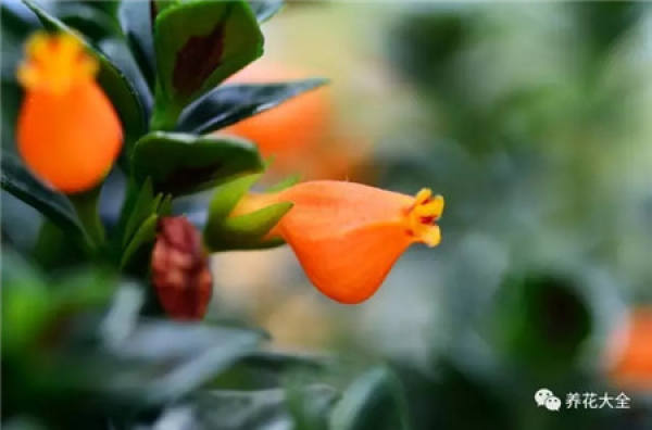 Dolphin Flower