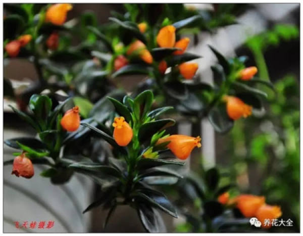 Dolphin Flower