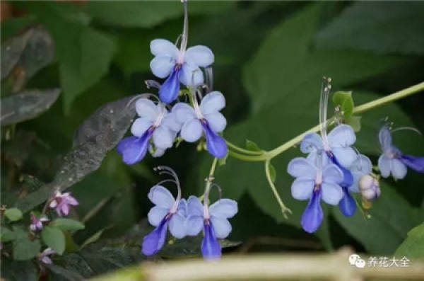 Dolphin Flower