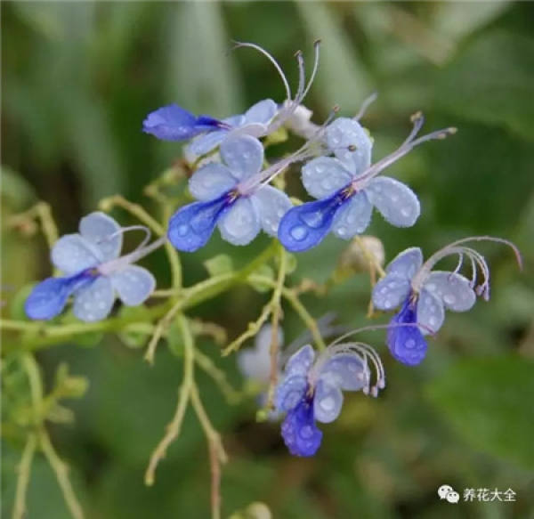Dolphin Flower