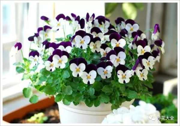 Dolphin Flower
