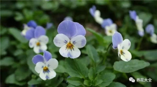 Dolphin Flower