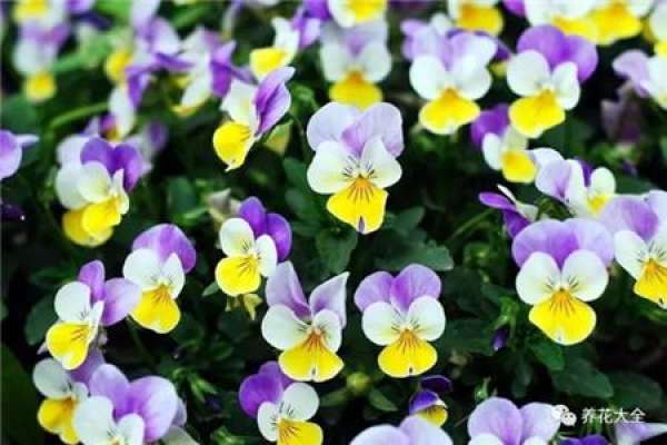 Dolphin Flower