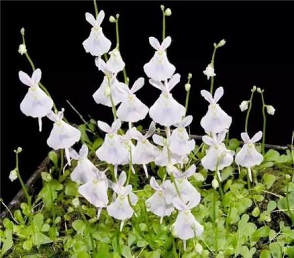 Dolphin Flower
