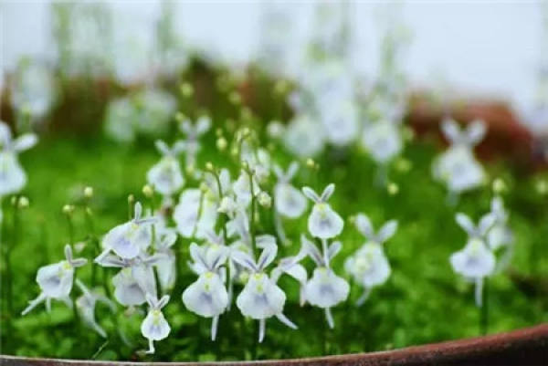 Utricularia alba