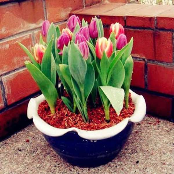 Can tulips be put in the bedroom The Plant Aide