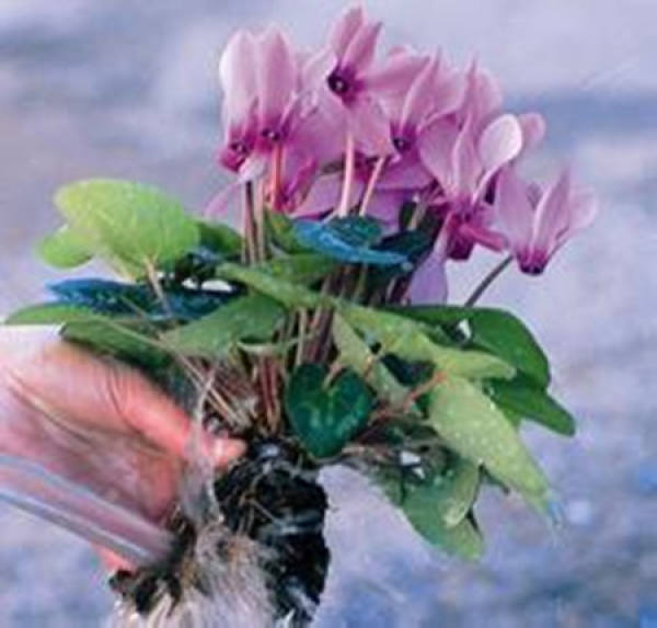 water culture method of Cyclamen