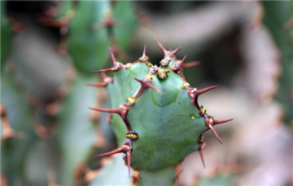 Smothering of cacti