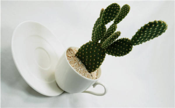 stifling cultivation of cacti