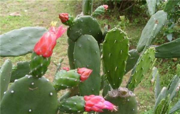 Transplanting cactus-preparing potting soil