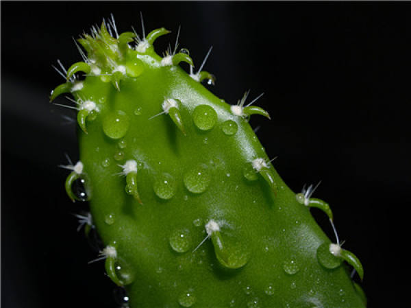 Transplanting method of cactus