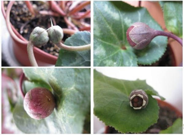 How does Cyclamen pollinate?