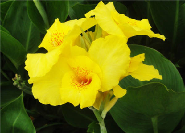 Direct Burial: a Way for Canna to Survive Winter