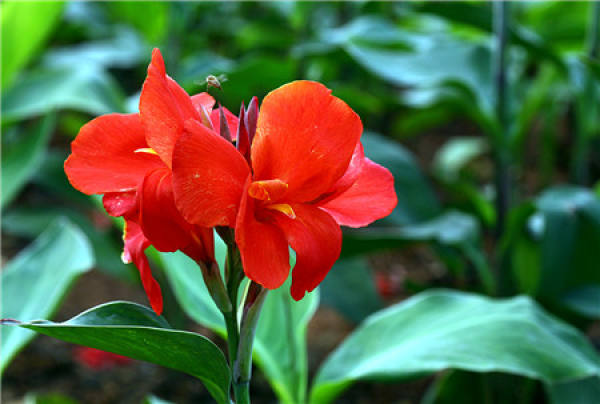 Excavation and Burial: a Way to Survive Winter for Canna