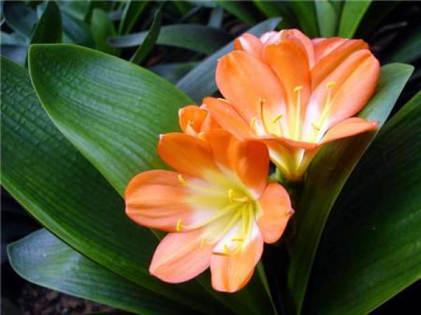 how to deal with the flowering and non seed retention of Clivia