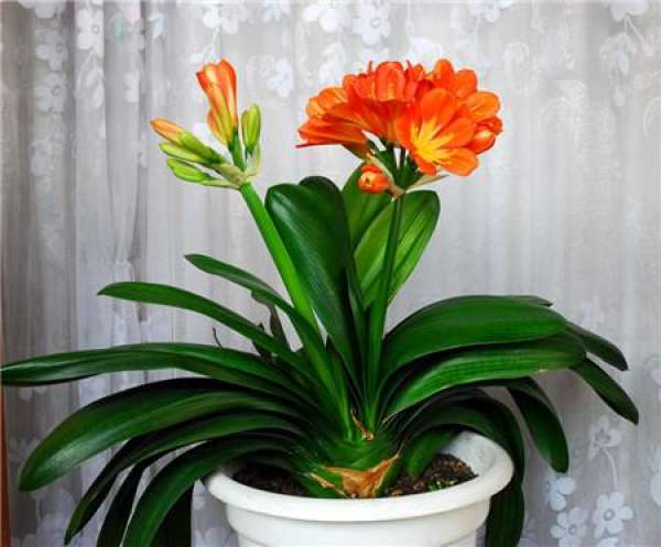 Handling Method of Kaffir Lily Flowering and Seed Reservation