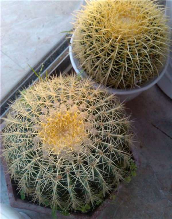 Curing of golden amber ball in spring and autumn