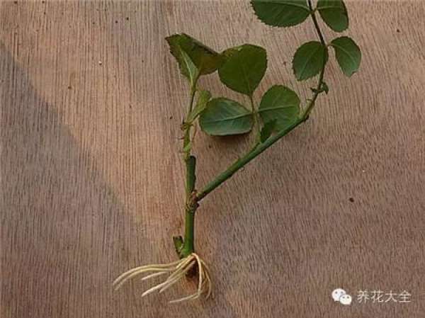 Chinese rose