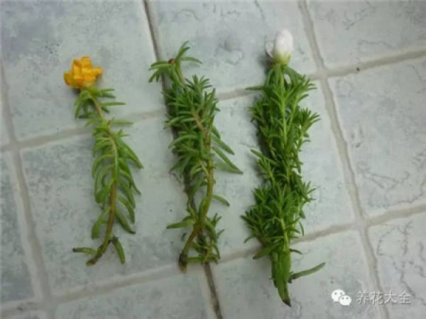Chinese rose