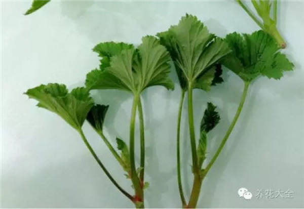 Chinese rose