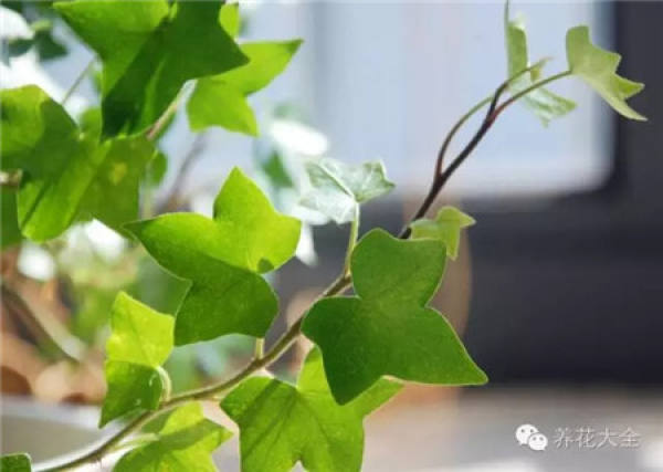Chinese rose