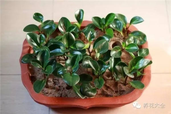 Chinese rose