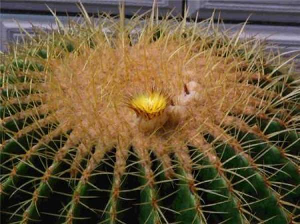 When will the golden amber blossom?