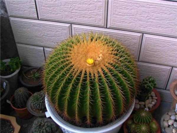 When will the golden amber blossom?