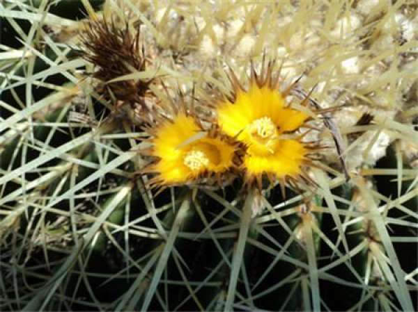 How to raise the golden amber ball to blossom?