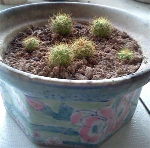 the cactus grows a ball