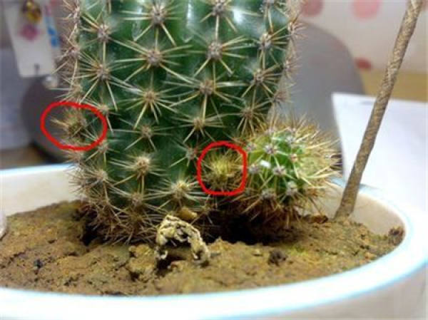 Method for treating small ball of cactus