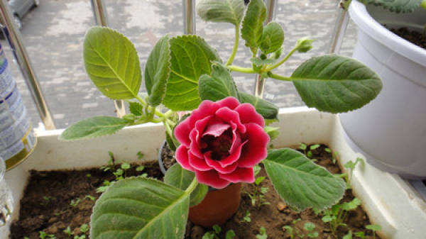 Sinningia speciosa
