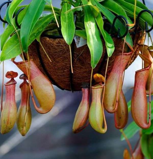 Is pitcher plant poisonous? Can you keep it indoors The Plant Aide