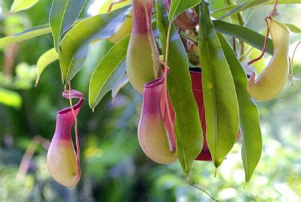 Pitcher Blossom