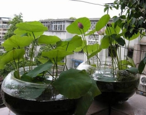 How to use water to raise bowl lotus?