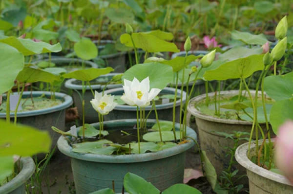 How to use water to raise bowl lotus?