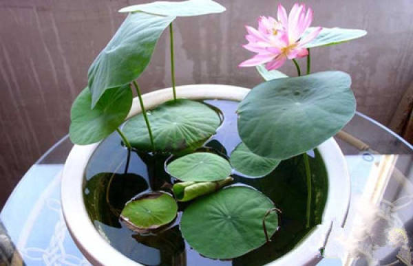 Shui Yang Wan Lian