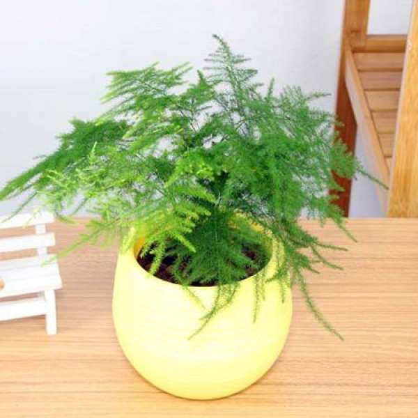 Plant characteristics of asparagus fern