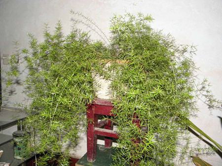 武竹的植株特征