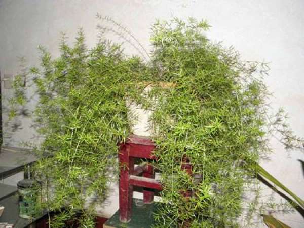 Plant characteristics of asparagus fern