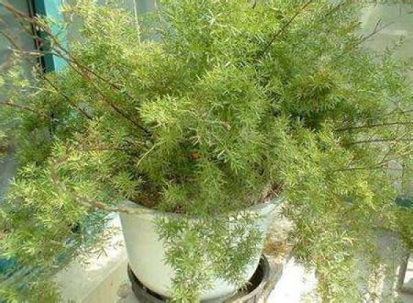 Rowth habit of Wu bamboo
