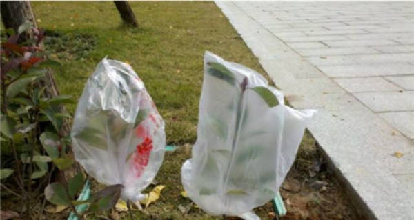Plastic Bottle