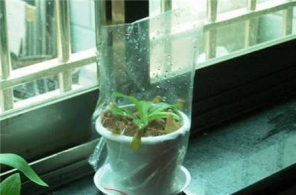 Plastic Bottle