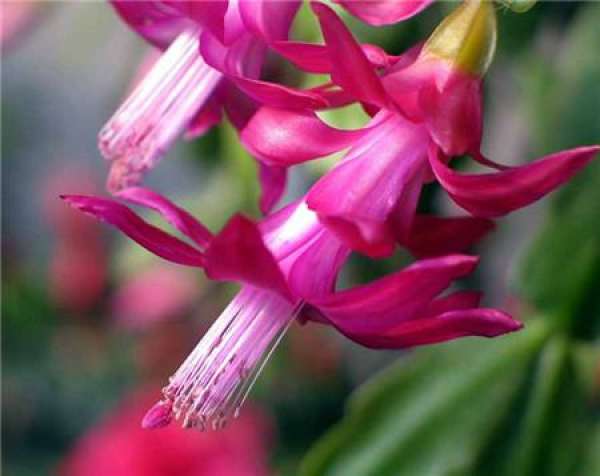 How to delay the flowering of crab cactus?