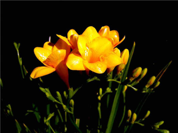 Factors Affecting the Flowering Time of Freesia refracta