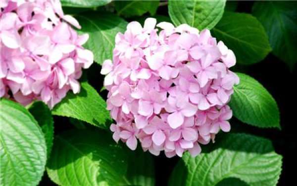 Fertilizing method of hydrangea macrophylla